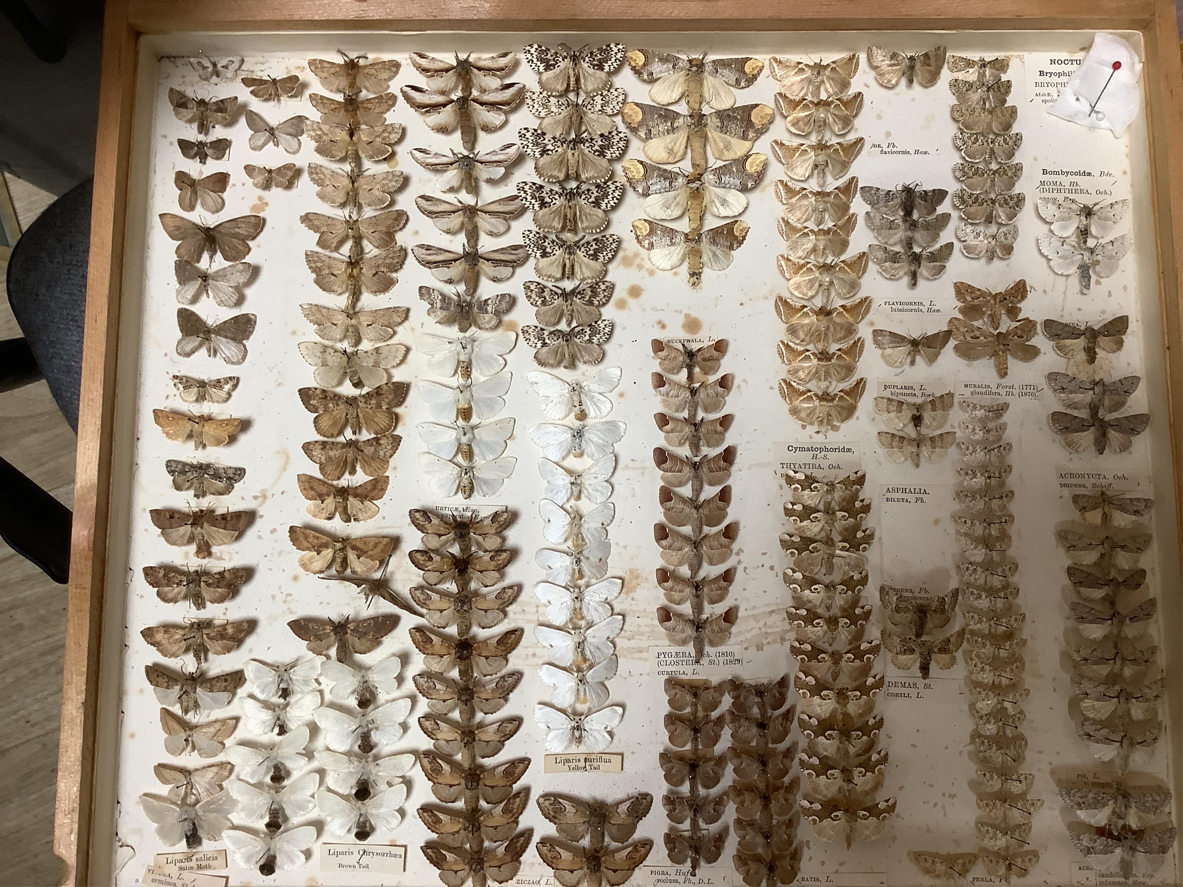 A Victorian ten drawer mahogany collector’s cabinet, containing a large selection of taxidermy moths, the contents checked against the UK register, each drawer with glazed cover, with a lockable glazed main door and orig